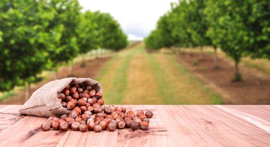 The Rich Tradition of Hazelnut Production in Georgia